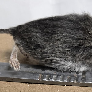 Op de afbeelding: Een kleine, grijze muis met een lange staart, rustend op een metalen scalpel. De muis heeft donkere vacht en kleine oren. De scalpel is zilverkleurig en heeft een scherp mes. De achtergrond is een lichtbruin oppervlak.