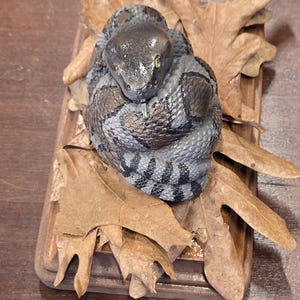 Puede incluir: Una serpiente negra y gris enroscada en un lecho de hojas secas, expuesta en un marco de madera.