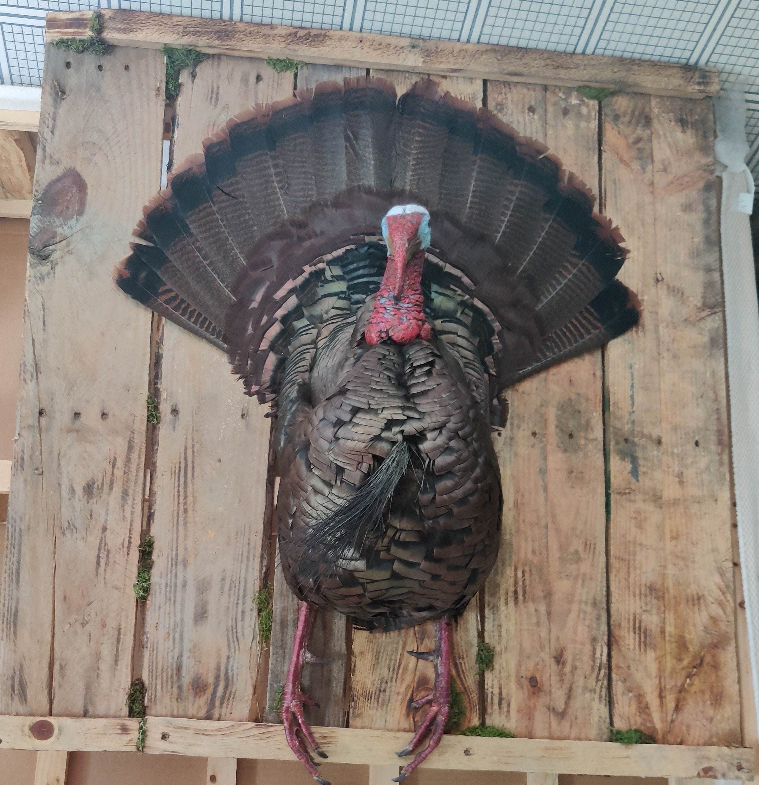 Turkey Breast Wall Mount Taxidermy on Barnwood Wild Turkey Etsy