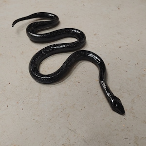 May include: A black snake coiled on a light grey concrete floor.