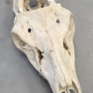 May include: A weathered, off-white animal skull, likely bovine, with visible sutures and natural wear. The skull's structure is intact, showcasing the eye sockets, nasal cavity, and cranial features. Ideal for educational or decorative purposes.