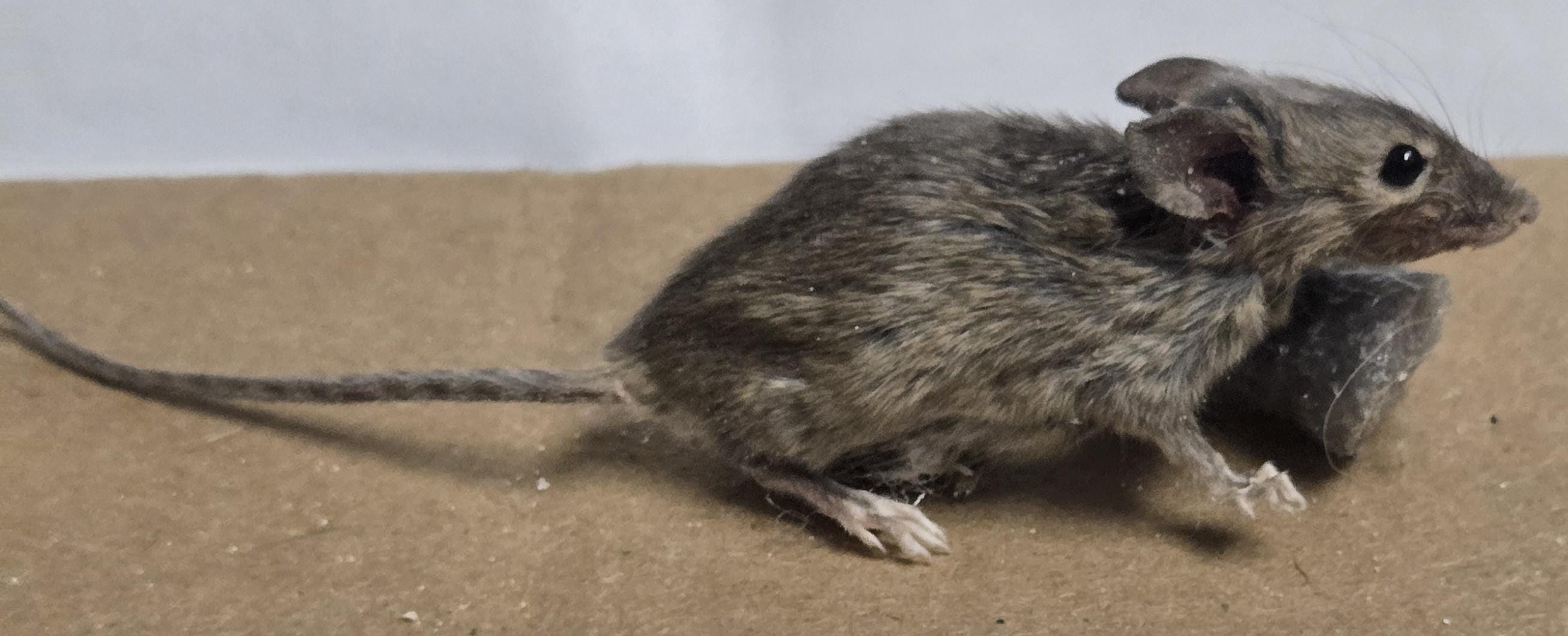 Standing Mouse Freeze Dried Mount Prop Taxidermy Art Project Decor 3 ...
