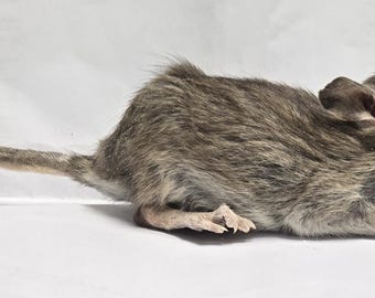 Standing Rat Taxidermy Freeze Dried Mount Prop Halloween Art Project Cabin Decor Home Oddities