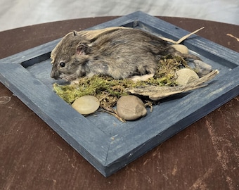 Ratto liofilizzato, esemplare impagliato, decorazione di Halloween, in piedi su base di legno.