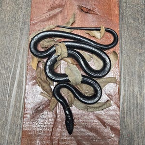 May include: A black snake sculpture on a rectangular, reddish-brown wooden base. The snake is coiled and surrounded by dried leaves, creating a naturalistic scene. The wood has a textured, carved appearance.