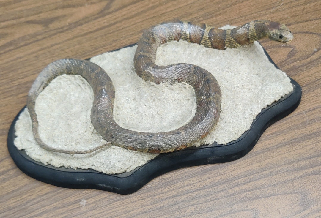 Corn Snake Freeze Dried Taxidermy Cabin Outdoors Decor Reptile Etsy