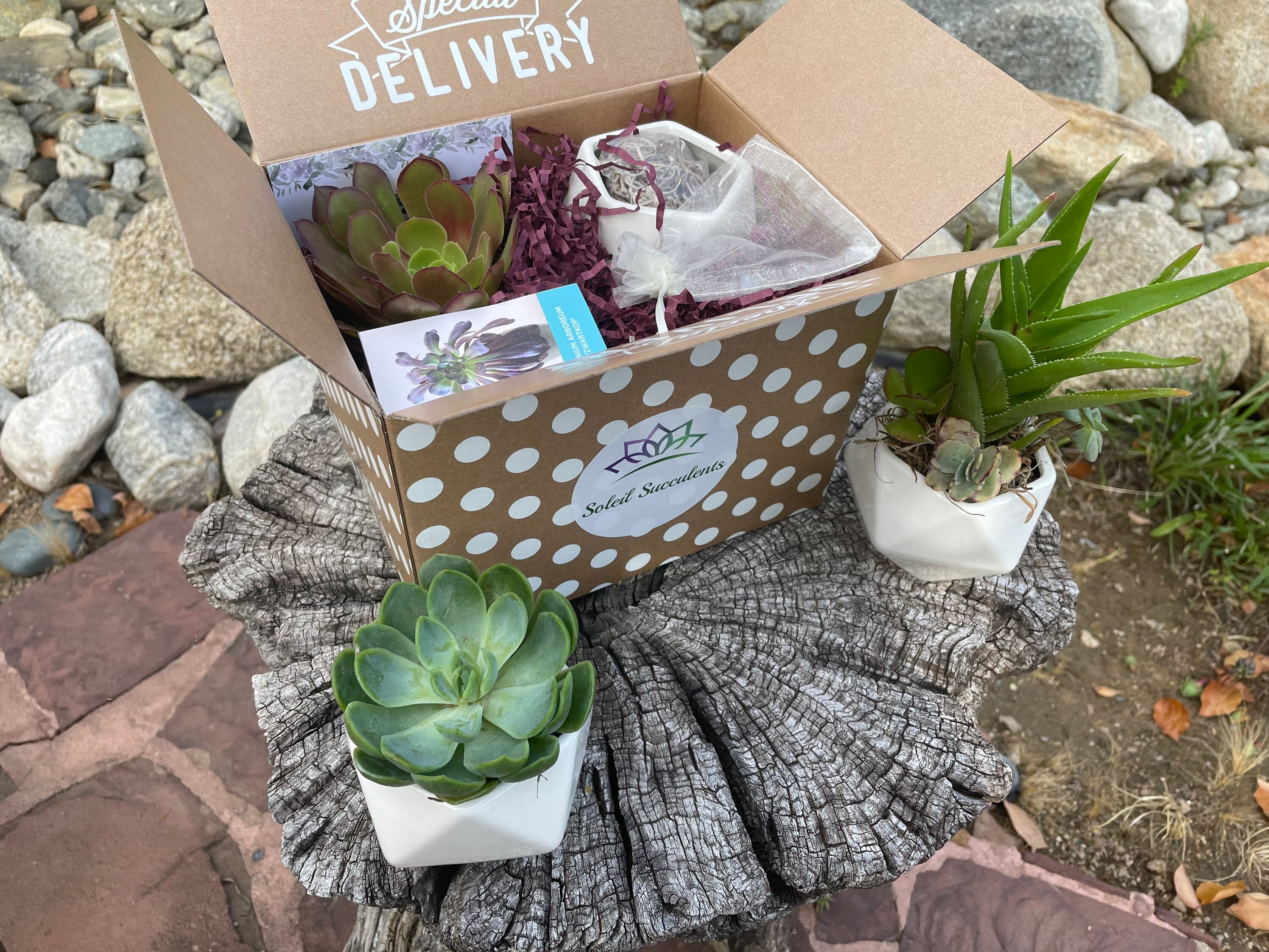 Succulent plant subscription box of the month club by Soleil Etsy