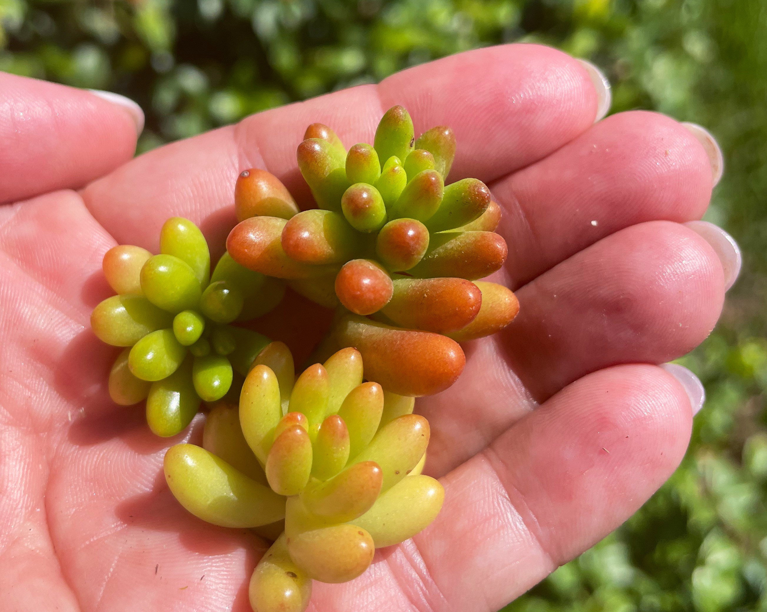 Pork and Beans Jelly Bean Succulent Rosette Cuttings Etsy UK