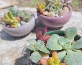 DIY make your own succulent kit in mini pots.  The perfect birthday gift, housewarming, bachelorette, or virtual team building!