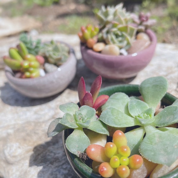 DIY make your own succulent kit in mini pots.  The perfect birthday gift, housewarming, bachelorette, or virtual team building!