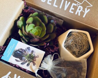 Succulent plant subscription box diy kit by Soleil Succulents - perfect for holiday gift, birthday or self-care!