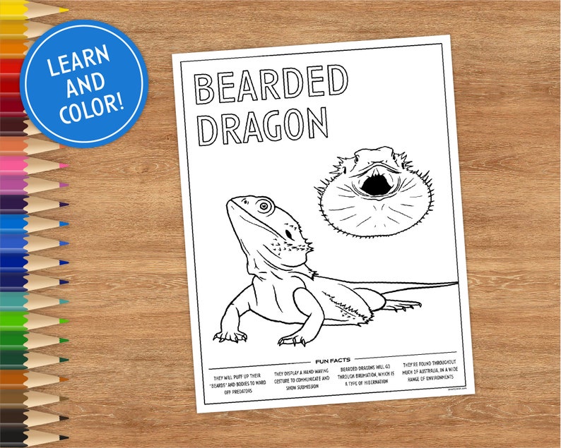 Printable Coloring Page Bearded Dragon Includes Fun Facts - Etsy