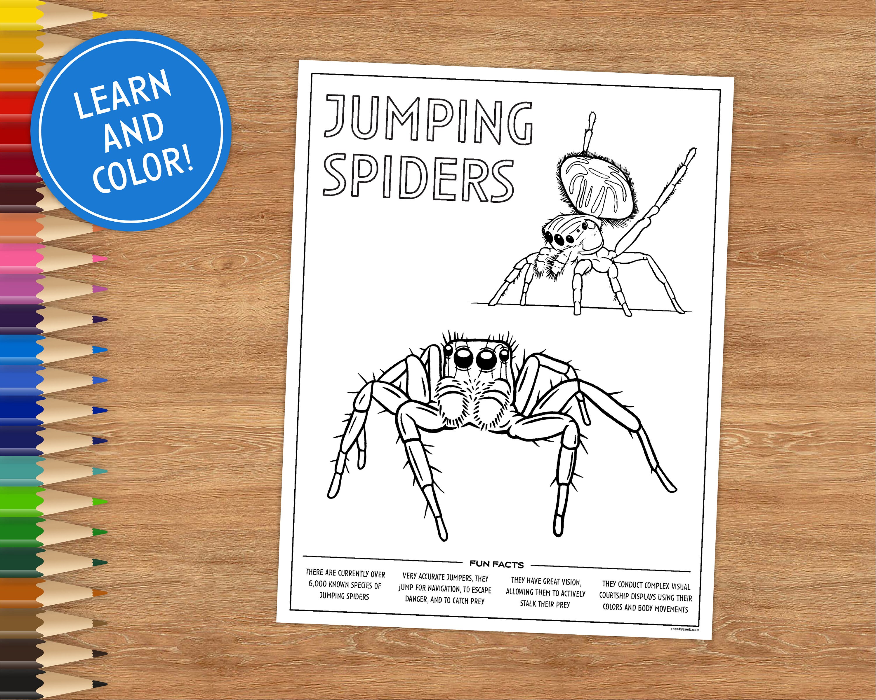 Printable Coloring Page Jumping Spider Includes Fun Facts - Etsy Hong Kong