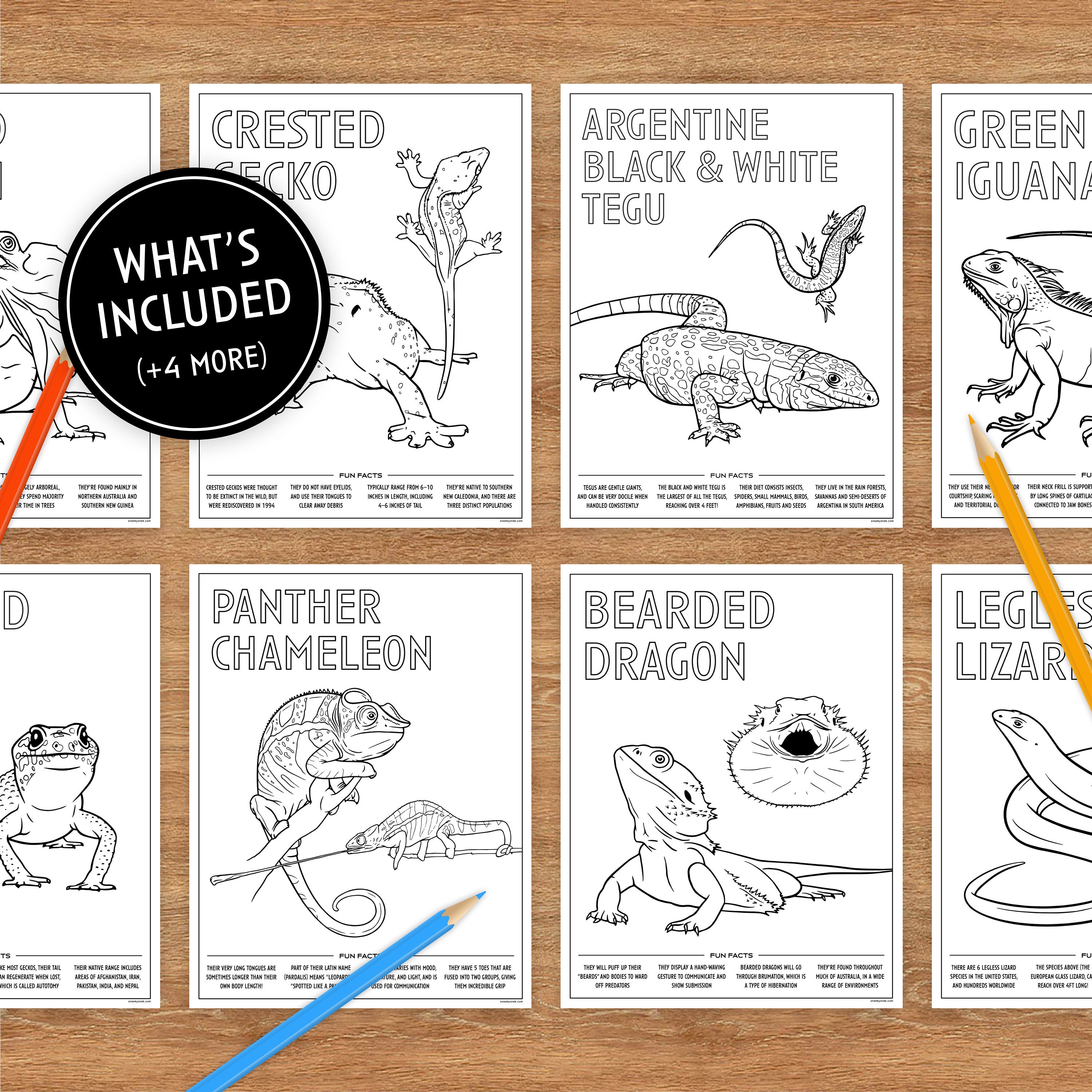 12 Printable Coloring Pages, Lizards With Fun Facts, Coloring Pages for Kids, Coloring Pages ...