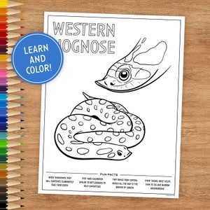 May include: A black and white coloring page featuring a Western Hognose snake. The snake is curled up with its head facing the viewer. The page includes fun facts about the snake, such as its range and its unique shovel-nose.