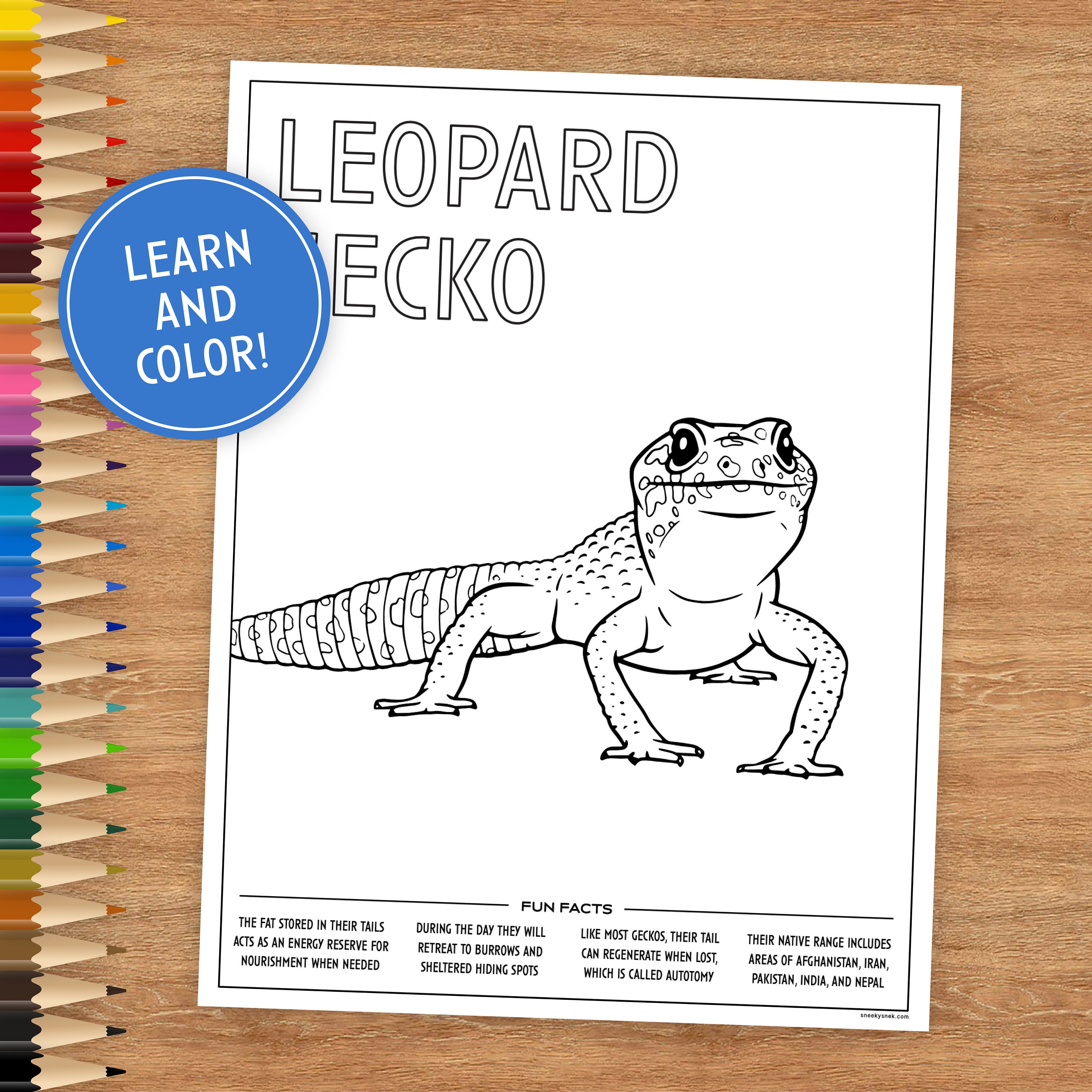 Leopard gecko coloring page