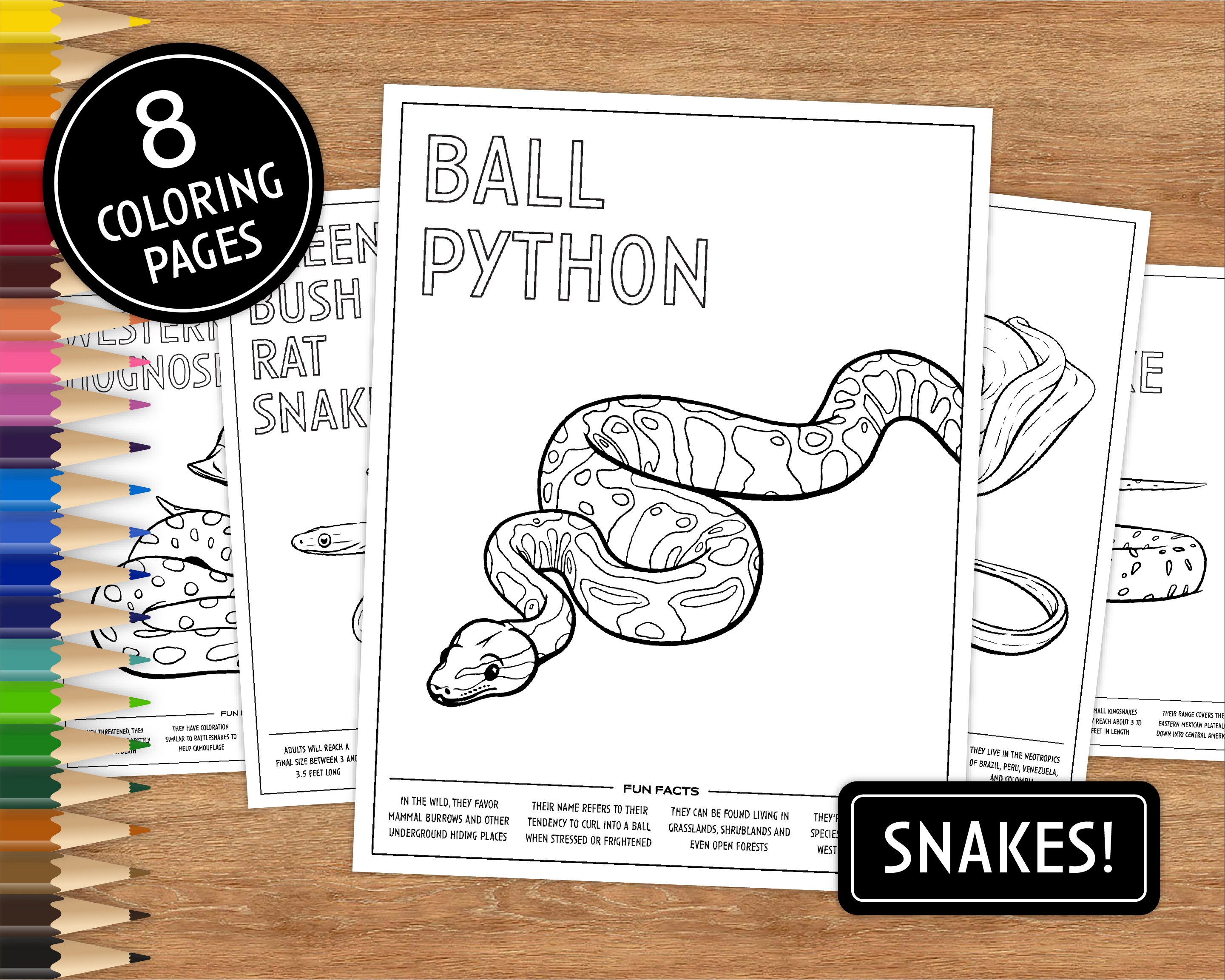 8 Printable Coloring Pages Snakes With Fun Facts Coloring - Etsy 8 Printable Coloring Pages Snakes With Fun Facts Coloring - Etsy