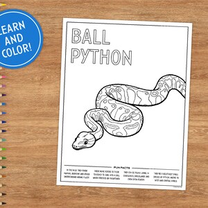 Printable Coloring Page Ball Python Includes Fun Facts - Etsy