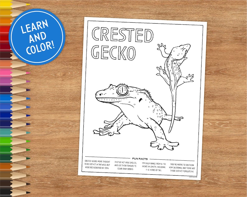 Printable Coloring Page Crested Gecko Includes Fun Facts - Etsy