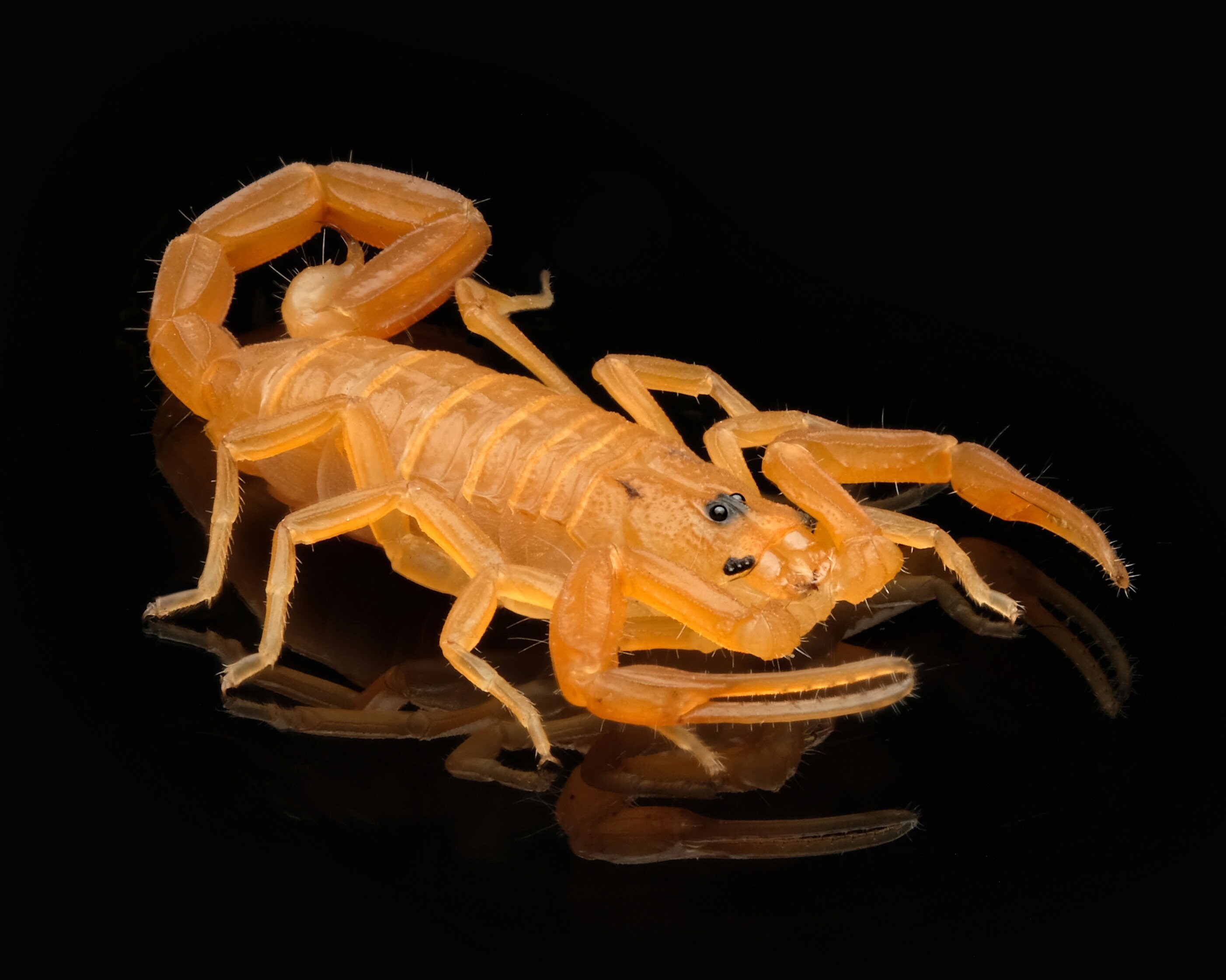 Arizona Bark Scorpion Macro Photo Print Etsy