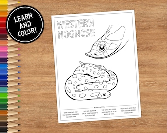 Printable Coloring Book Page, Western Hognose Snake, Includes Fun Facts, Kids and Adults, Instant DIGITAL DOWNLOAD, Reptile