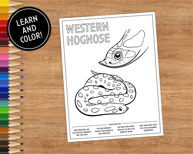 Printable Snake Coloring Book Page Western Hognose Snake - Etsy