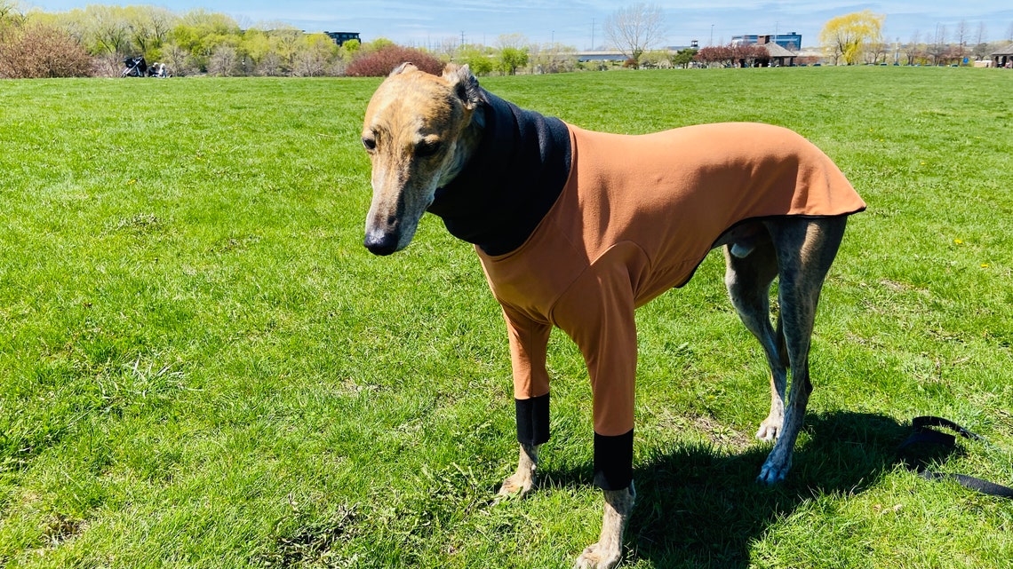Orange Greyhound Coat Greyhound Costume Greyhound Clothing Etsy