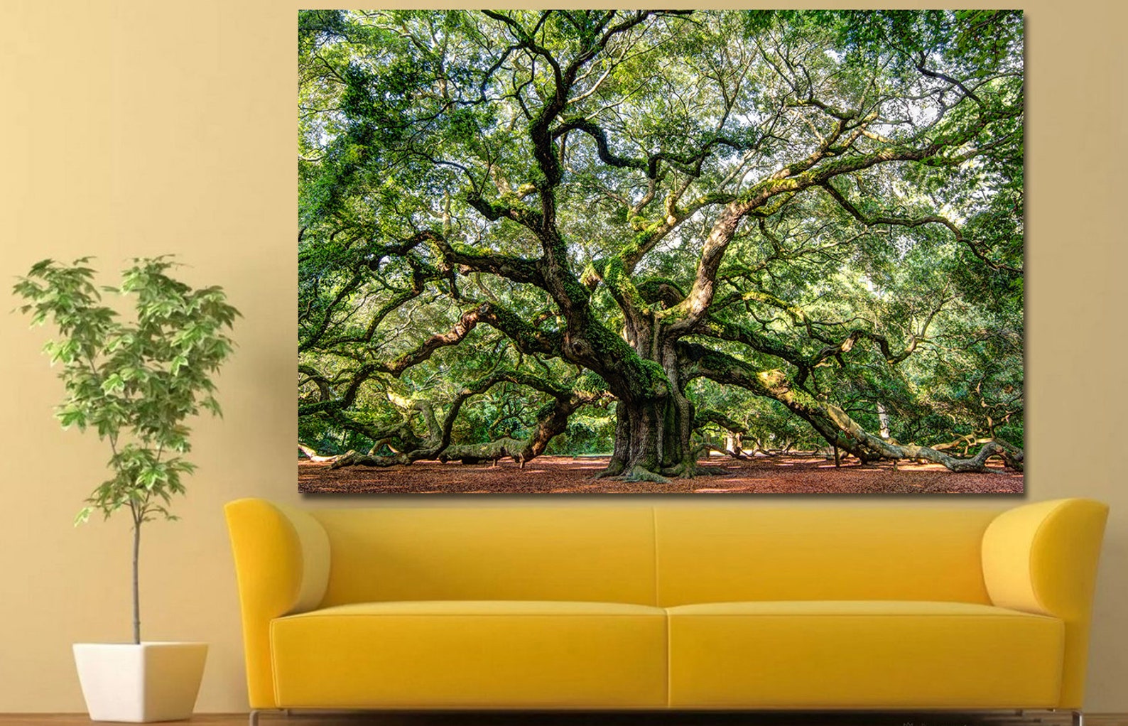 Angel oak canvas Art nature print Old tree wall art Nature Etsy