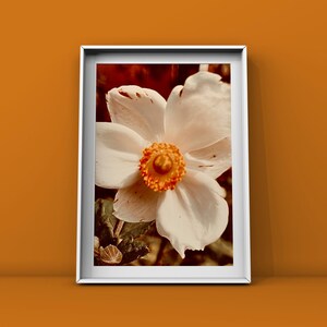 Witte Actaea-bloemenfotoprint in witte lijst met passe-partout