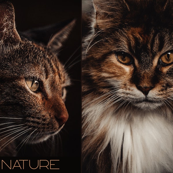 16 Natur Lightroom Mobile & Desktop Voreinstellungen | Dunkel Stimmung Tiere Haustiere Instagram Grün Reise Blogger