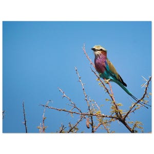 Könnte beinhalten: Ein Lila-Brustroller sitzt auf einem Ast mit Dornen vor einem strahlend blauen Himmel.