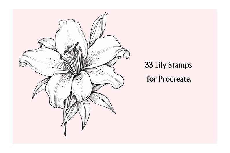 Pode incluir: Um desenho de linha preto e branco de uma flor de l&iacute;rio. A imagem est&aacute; em um fundo rosa e inclui o texto "33 Lily Stamps for Procreate."