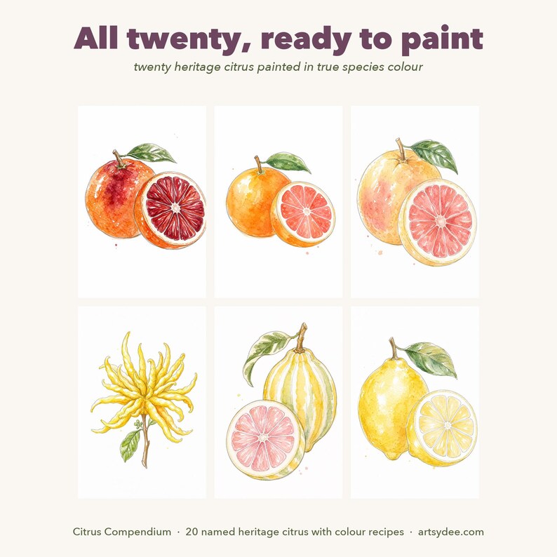 Compêndio de Cítricos - Modelos em Aquarela: 20 Frutas Cítricas Imprimíveis + Cartões de Receitas Coloridos (PDF A4 + PNG) imagem 4