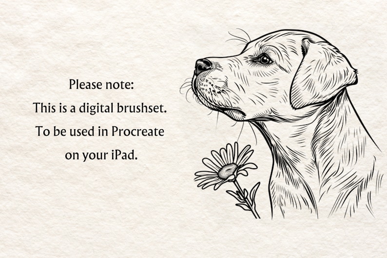 May include: Black and white line art illustration of a Labrador Retriever puppy with a daisy flower. The text "Please note: This is a digital brushset. To be used in Procreate on your iPad." is written below the image.
