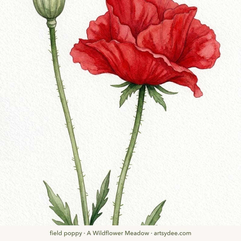 Stapsgewijze handleiding voor het schilderen van wilde bloemen | 20 printbare sjablonen van Britse wilde bloemen + videoles | Basisprincipes voor beginners afbeelding 7