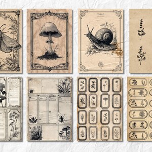 K&ouml;nnte beinhalten: Eine Sammlung von Vintage-Illustrationen von Botanik und Insekten auf gealtertem Papier. Die Bilder zeigen eine Motte, einen Pilz, eine Schnecke, verschiedene Pflanzen und dekorative Etiketten. Die Kunstwerke sind in Schwarzwei&szlig; gehalten, mit verzierten Rahmen und Bord&uuml;ren.