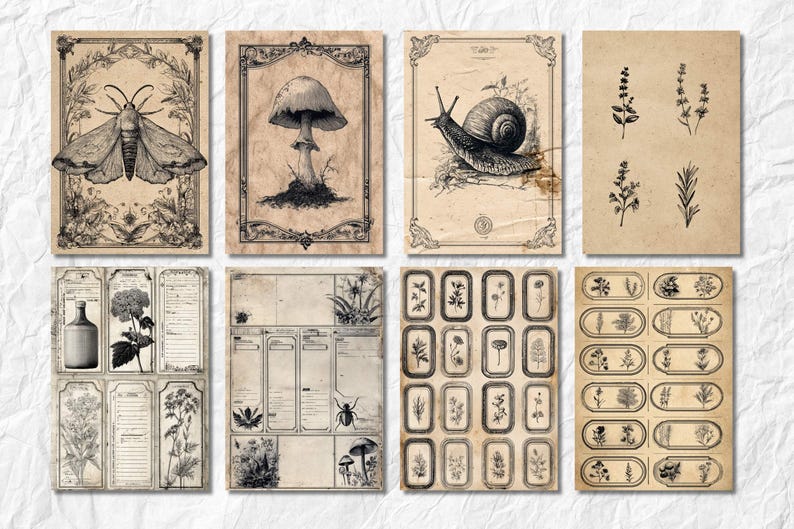 K&ouml;nnte beinhalten: Eine Sammlung von Vintage-Illustrationen von Botanik und Insekten auf gealtertem Papier. Die Bilder zeigen eine Motte, einen Pilz, eine Schnecke, verschiedene Pflanzen und dekorative Etiketten. Die Kunstwerke sind in Schwarzwei&szlig; gehalten, mit verzierten Rahmen und Bord&uuml;ren.