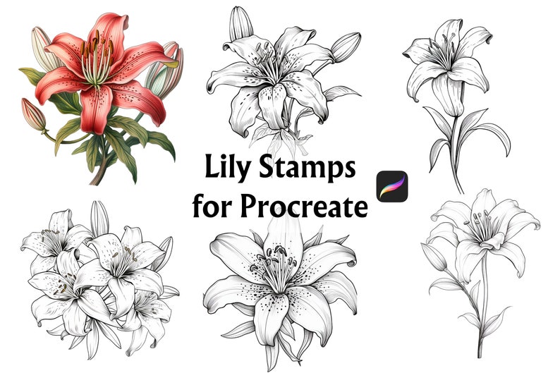 Pode incluir: Cinco desenhos de linha em preto e branco de l&iacute;rios, e um l&iacute;rio vermelho com folhas verdes. O texto "Lily Stamps for Procreate" est&aacute; no centro da imagem. O &iacute;cone do aplicativo Procreate est&aacute; no canto superior direito.