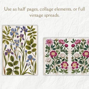 K&ouml;nnte beinhalten: Zwei botanische Illustrationen im Vintage-Stil mit floralen Mustern. Das erste Bild zeigt eine Gruppe blauer Iris mit gr&uuml;nen Bl&auml;ttern. Das zweite Bild zeigt eine Gruppe rosa und wei&szlig;er Pfingstrosen mit gr&uuml;nen Bl&auml;ttern.