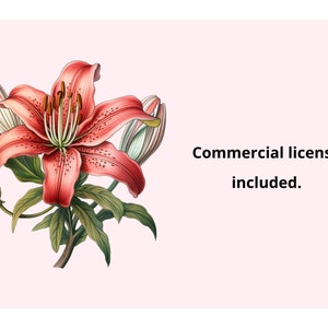 Pode incluir: Um close-up de uma flor de l&iacute;rio vermelha com folhas verdes e bot&otilde;es brancos. A flor tem um estame e um pistilo proeminentes. O fundo &eacute; de cor rosa claro. Licen&ccedil;a comercial inclu&iacute;da.