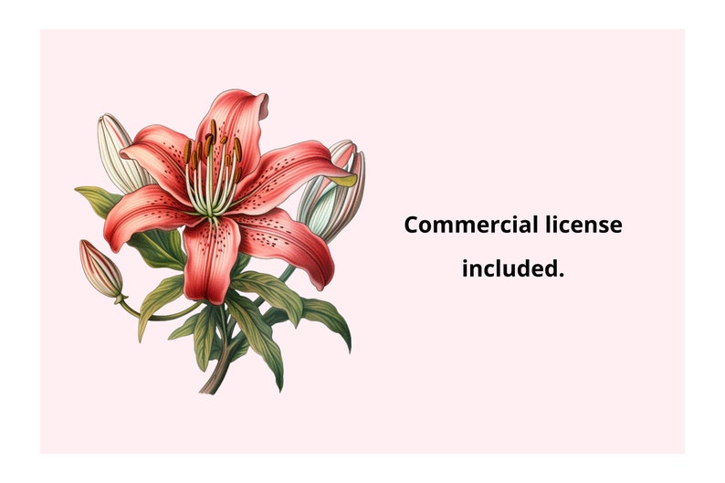 Pode incluir: Um close-up de uma flor de l&iacute;rio vermelha com folhas verdes e bot&otilde;es brancos. A flor tem um estame e um pistilo proeminentes. O fundo &eacute; de cor rosa claro. Licen&ccedil;a comercial inclu&iacute;da.