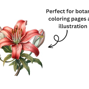 Pode incluir: Uma ilustra&ccedil;&atilde;o detalhada de uma flor de l&iacute;rio rosa com folhas verdes e bot&otilde;es. A flor tem um centro branco com p&oacute;len amarelo.