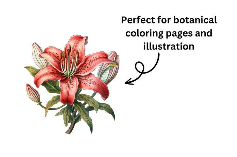 Pode incluir: Uma ilustra&ccedil;&atilde;o detalhada de uma flor de l&iacute;rio rosa com folhas verdes e bot&otilde;es. A flor tem um centro branco com p&oacute;len amarelo.