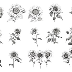 32 Realistic Sunflower Procreate Stamps, Sunflower Tattoo Flash ...