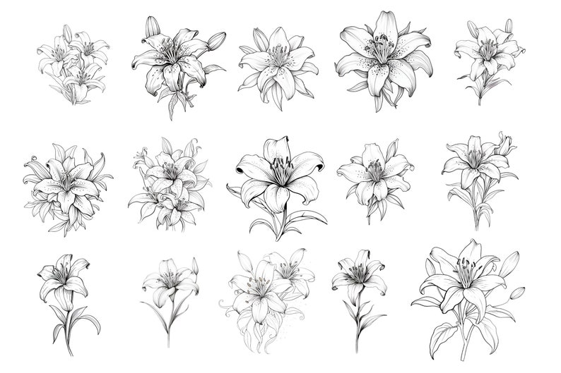 Pode incluir: Um conjunto de 16 desenhos de linha em preto e branco de l&iacute;rios. Os l&iacute;rios s&atilde;o desenhados em um estilo realista e apresentam detalhes intrincados. Os desenhos s&atilde;o perfeitos para uso em uma variedade de projetos criativos, como scrapbooking, cria&ccedil;&atilde;o de cart&otilde;es e design digital.