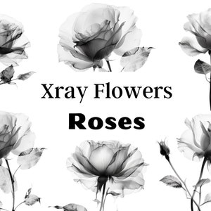 Radiographie de fleurs PNG, fleur PNG, rayon X de fleur, Rose PNG pour gobelet, Rose Xray, roses noir et blanc, Clipart Rose, Rose noire, fabrication de cartes