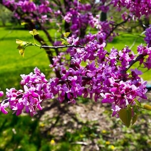 Adventurous Photographer Lincoln Park A lovely reminder of a simple spring day, nature's best, spring flowers,  strolling through the park.