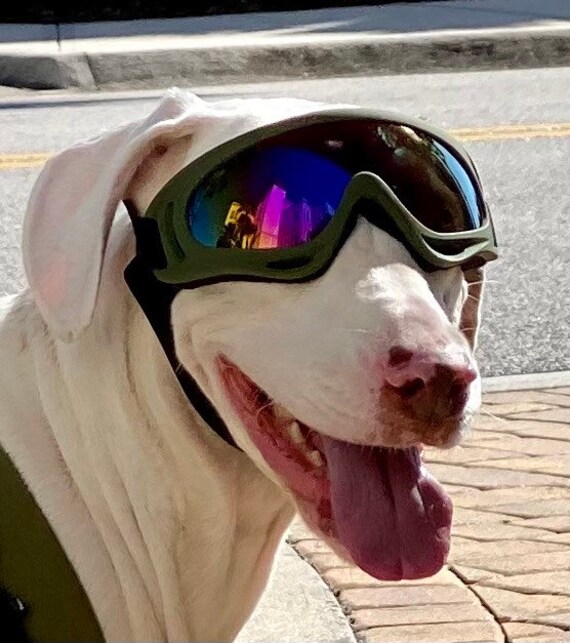 Christmas 2022 Doggles Polarized Doggles | Etsy