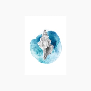 shell postcard