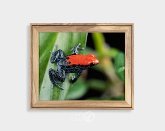 Ranitomeya reticulata ‘Striped’ [Photo Print] Poison Dart Frog